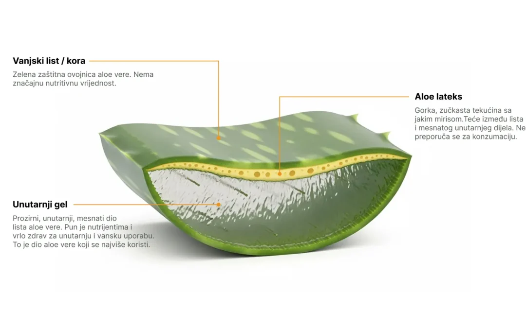 Aloe vera: ljekovita aloja barbadensis miller u tvojoj svakodnevnoj rutini