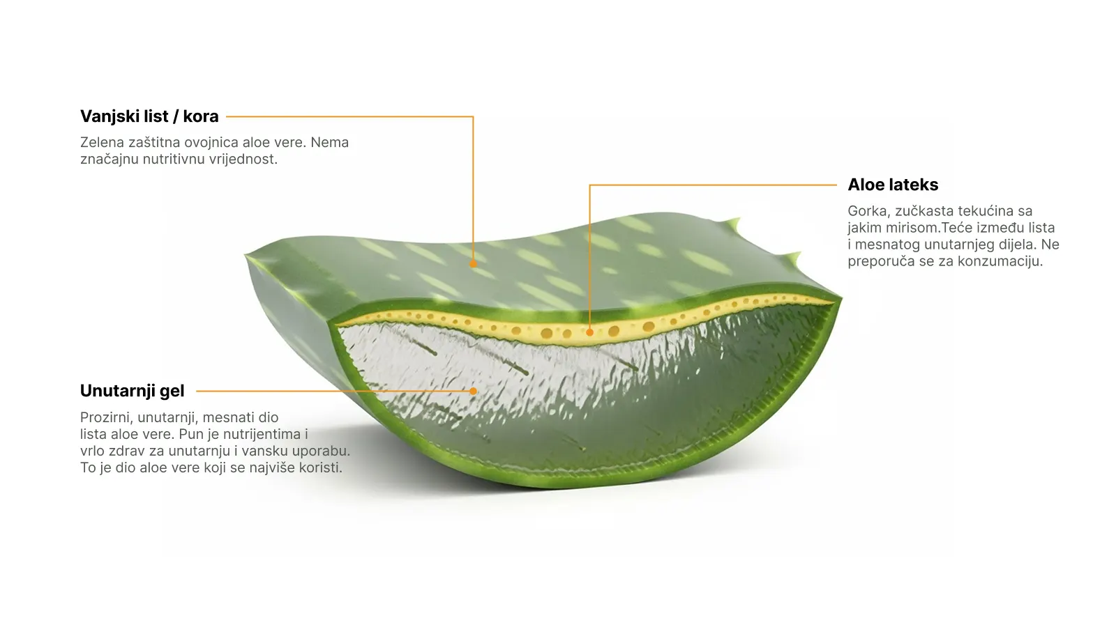 Wellforever presjek aloe vera lista i anatomija ljekovite aloe vere