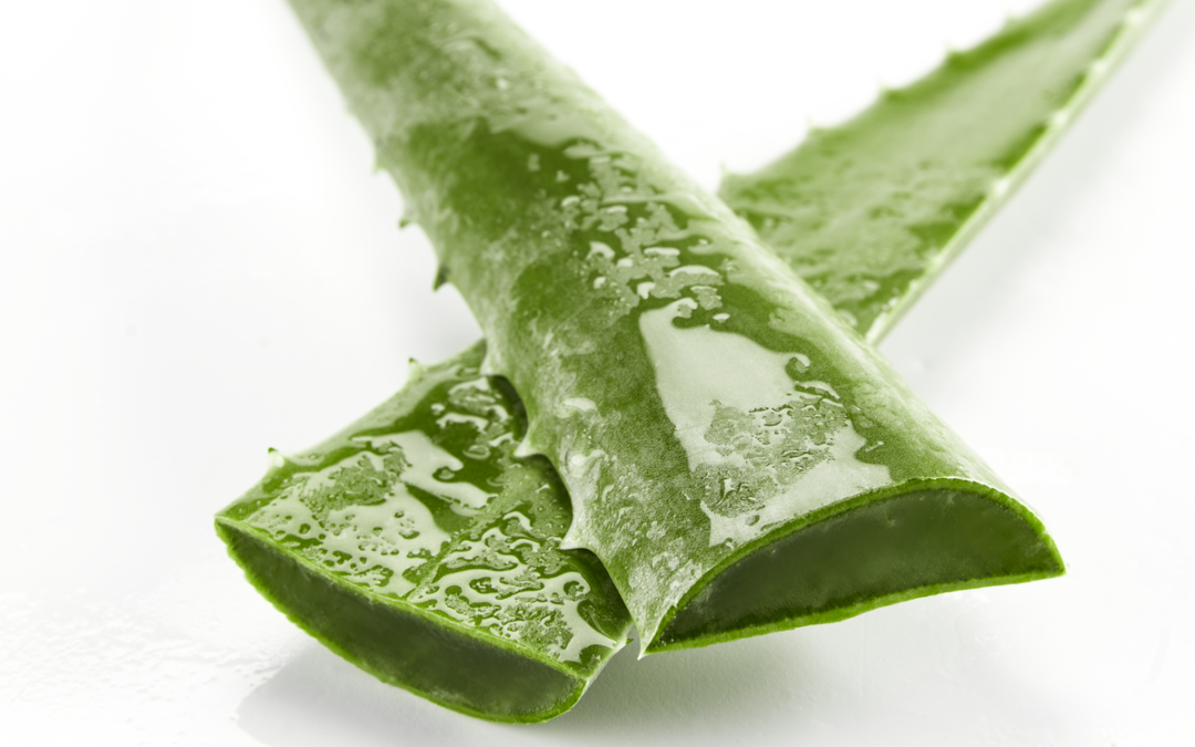 Otrovna aloe vera ili ljekovita biljka? Kako sigurno koristiti aloju i izvući maksimum koristi